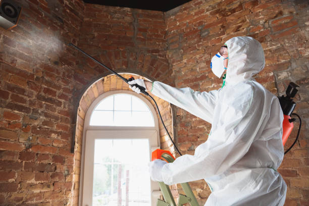 Mold Odor Removal Services